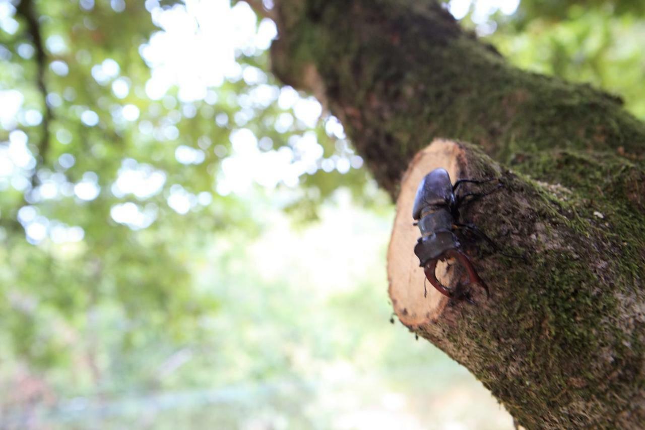 Oak Nature Vieira do Minho Ngoại thất bức ảnh